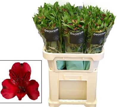 <h4>ALSTR NADYA</h4>