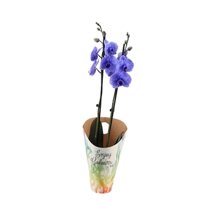 Enjoy Potcover Phal I Am Purple 2T14+