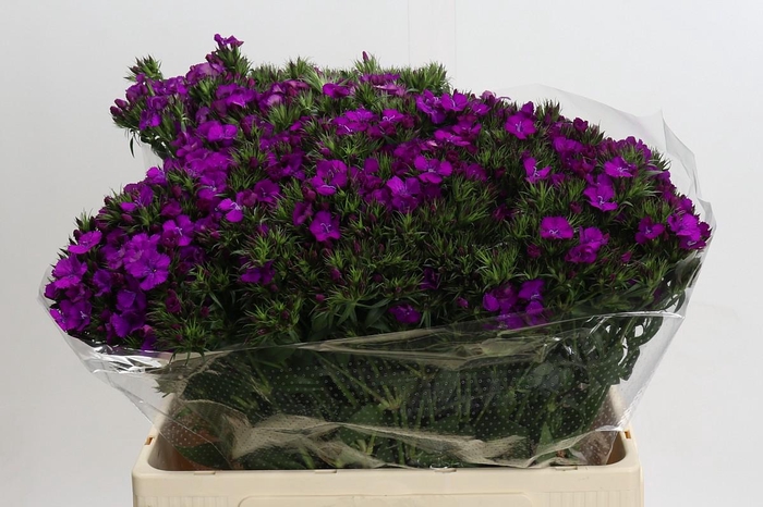 <h4>Dianthus Br Amazon Neon Purple</h4>