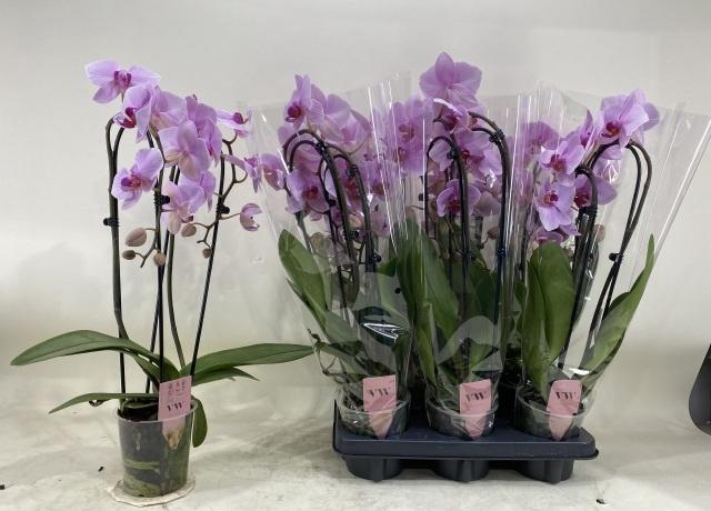 <h4>PHAL OV ROZE</h4>