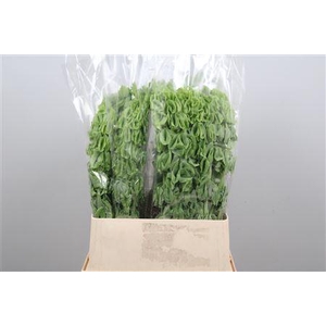 Moluccella laevis