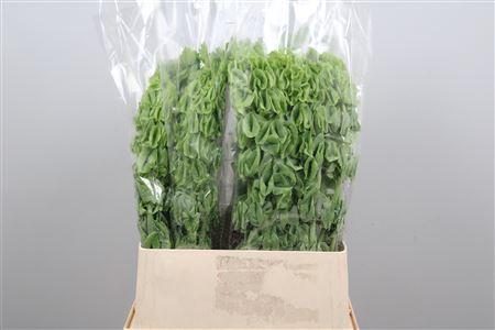 <h4>Moluccella laevis</h4>