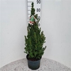 Picea Gl Conica