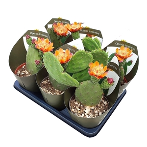 OPUNTIA TOMENTOSA POT Ø 14 WITH POTCOVER (CACTUS)