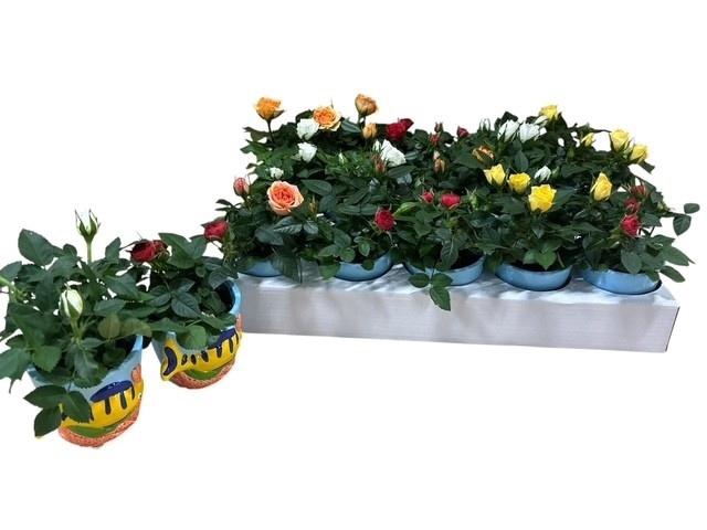 <h4>ARR ROSA POT</h4>