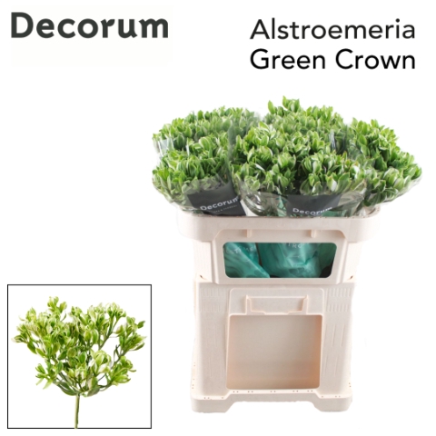 <h4>Alstroemeria green crown</h4>
