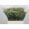 Limonium China White