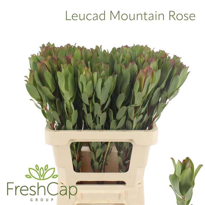 Leucad Mountain Rose