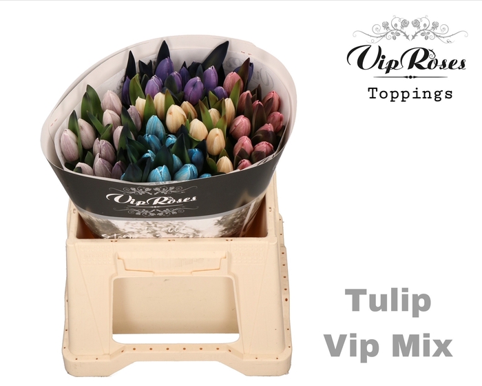 <h4>TU EN RV VIP MIX</h4>