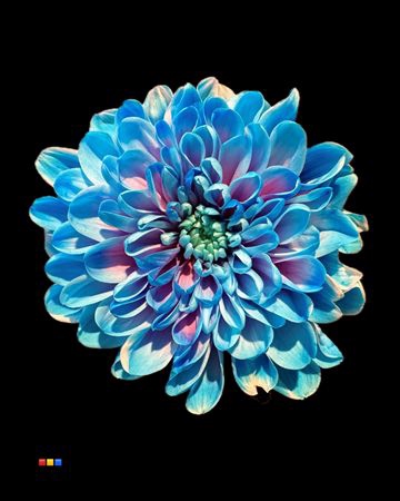 Chr T Altaj Bubblegum