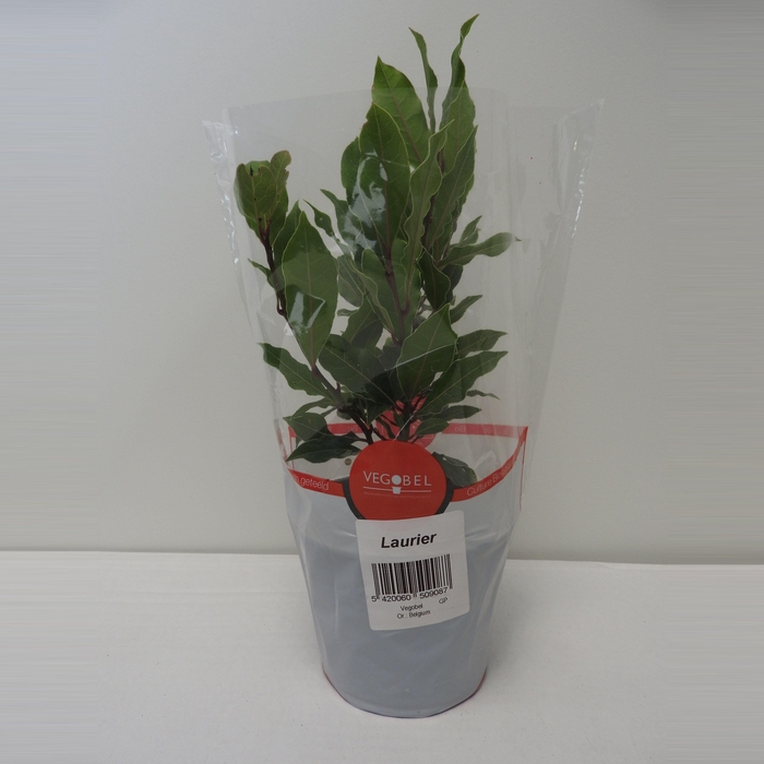 <h4>Laurier P12</h4>