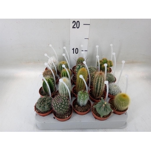 Cactus   ...mix