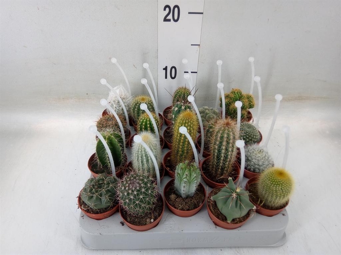 <h4>Cactus   ...mix</h4>