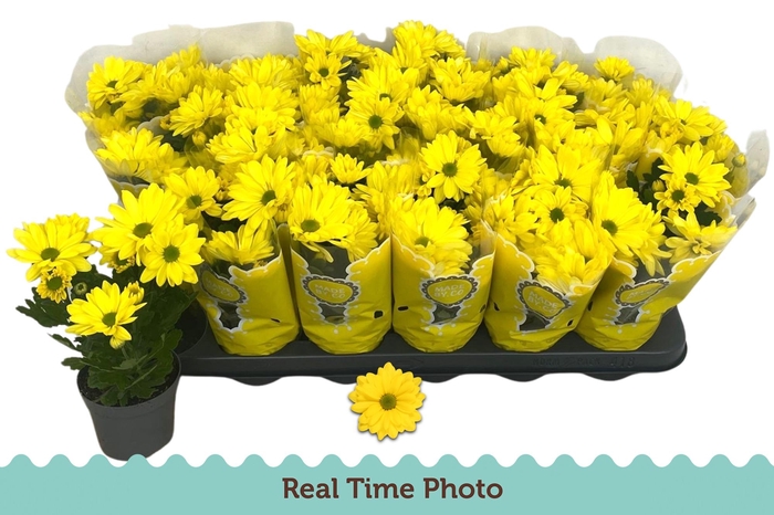 <h4>CHRYS TAPAS TIME</h4>