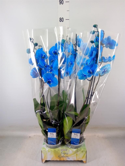 <h4>Phalaenopsis   ...</h4>