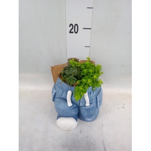 Arr.   Kamerplant Groen L%