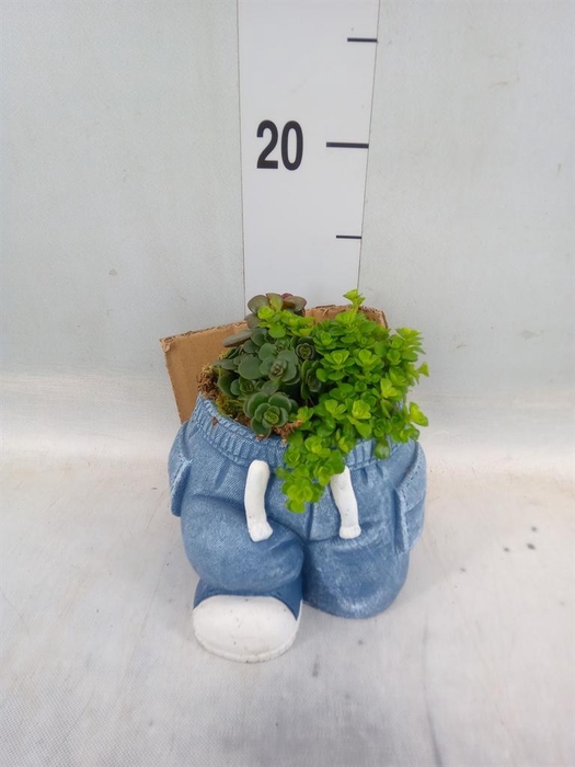 <h4>Arr. Kamerplant Groen L%</h4>