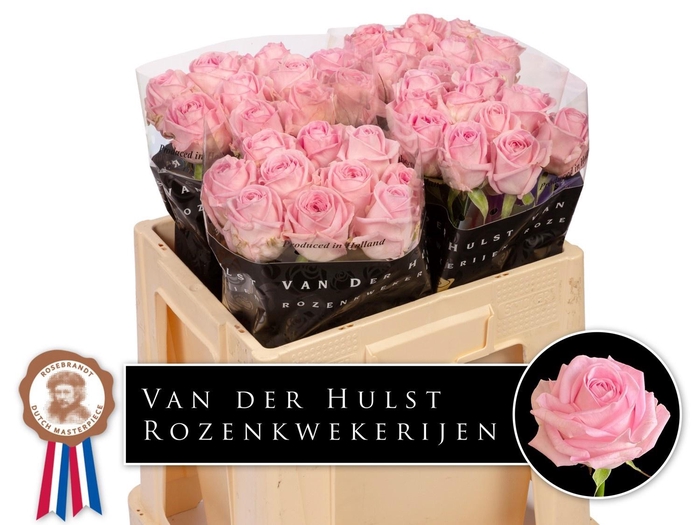 <h4>R GR ZAINA!</h4>