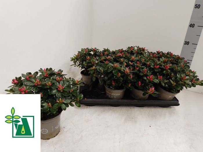 <h4>RHODO SI NAZAR ROOD</h4>