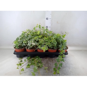 Hedera helix 'Eva'