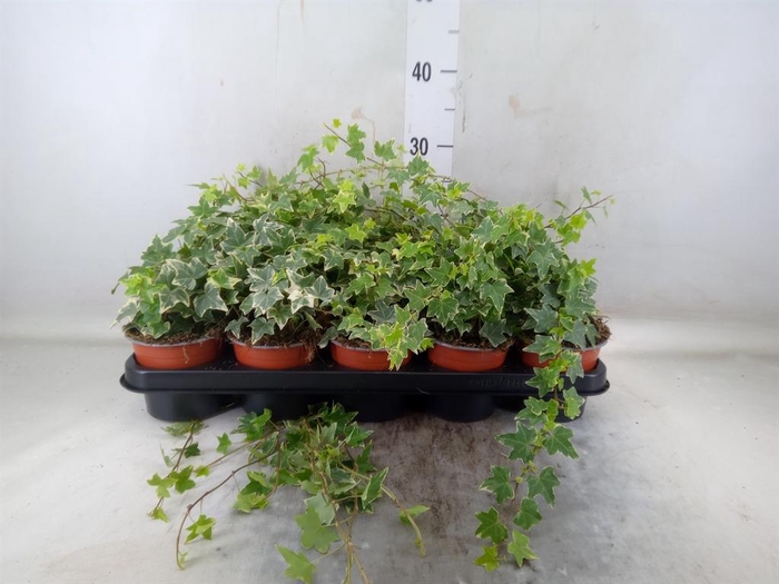 <h4>Hedera helix 'Eva'</h4>