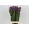 Liatris Spicata