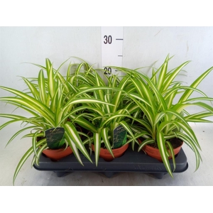 Chlorophytum com. 'Variegatum'