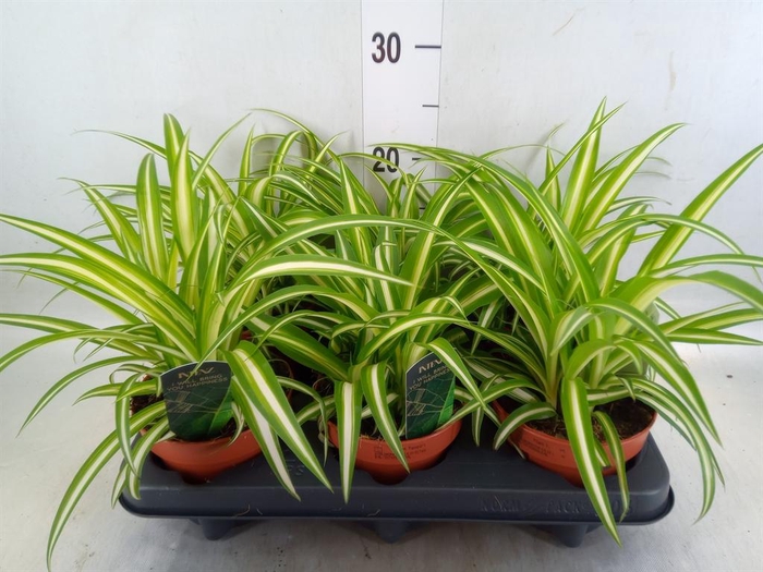 <h4>Chlorophytum com. 'Variegatum'</h4>