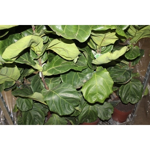 FICUS LYRATA P24