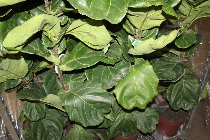 <h4>FICUS LYRATA P24</h4>