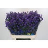Aster Baby Parade