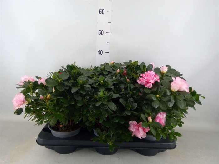 <h4>Rhododendron sim.   ...mix 3</h4>