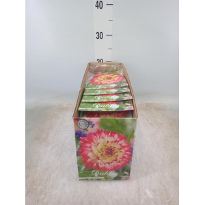 Dahlia   ...flowerbulbs