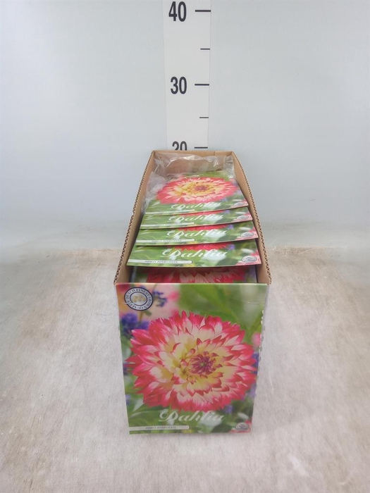 <h4>Dahlia   ...flowerbulbs</h4>