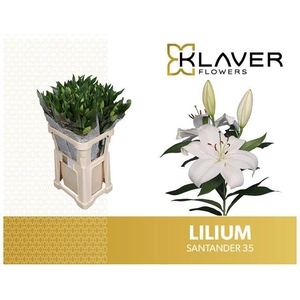 Li Or Santander 3+ Klaver Lily