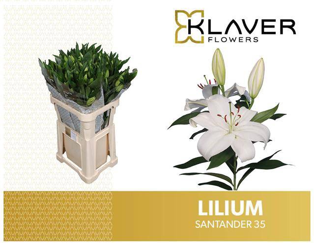 <h4>Li Or Santander 3+ Klaver Lily</h4>
