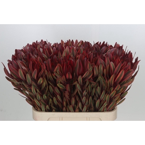 Leucadendron Jester
