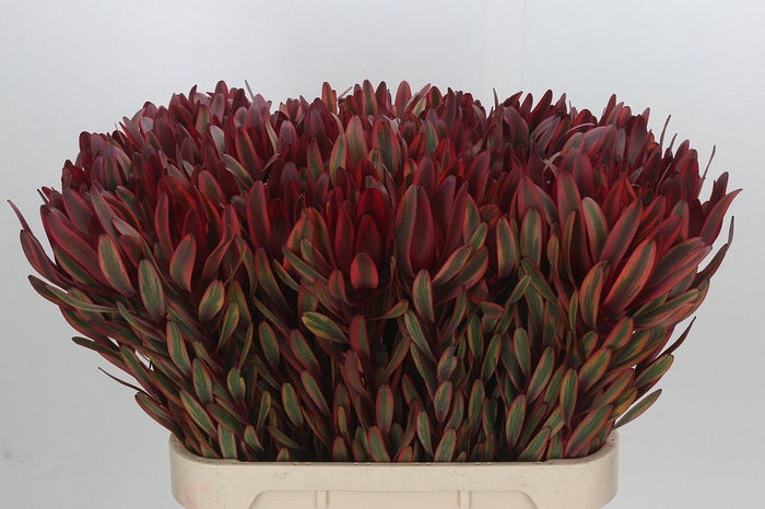 Leucadendron Jester