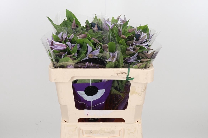 <h4>Clem Star River Lavendel</h4>