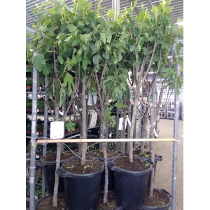 Ficus carica