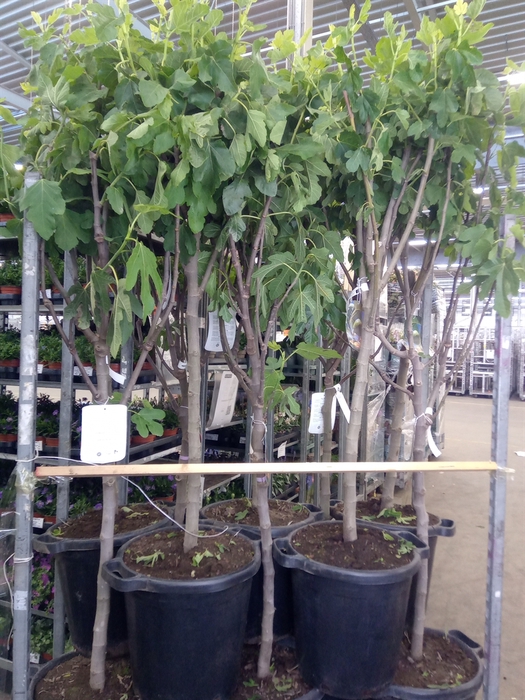 <h4>Ficus carica</h4>