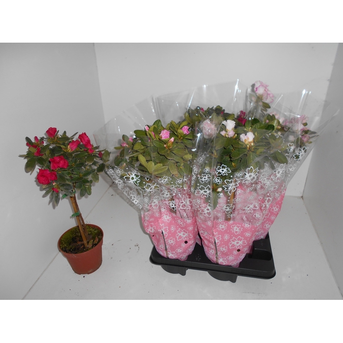 <h4>RHODO SI OV</h4>