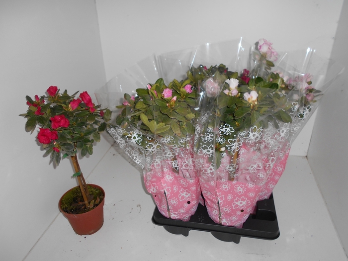RHODO SI OV