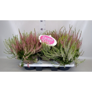 Calluna vulg. 'Garden G Trio'