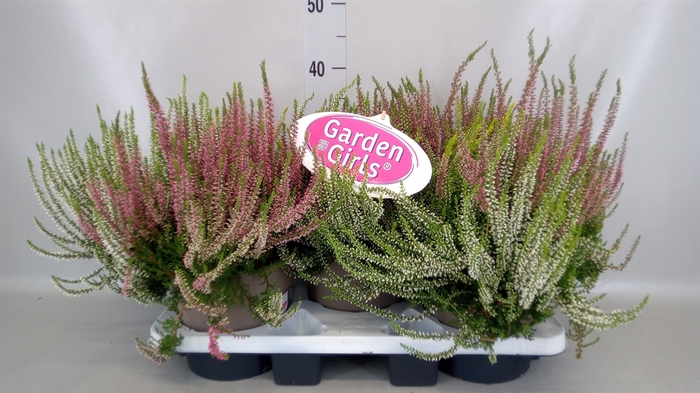 <h4>Calluna vulg. 'Garden G Trio'</h4>