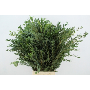 EUC PARVIFOLIA