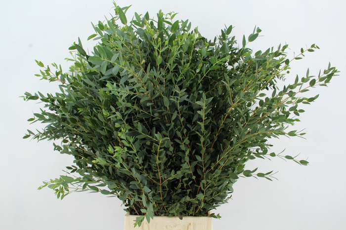 <h4>EUC PARVIFOLIA</h4>
