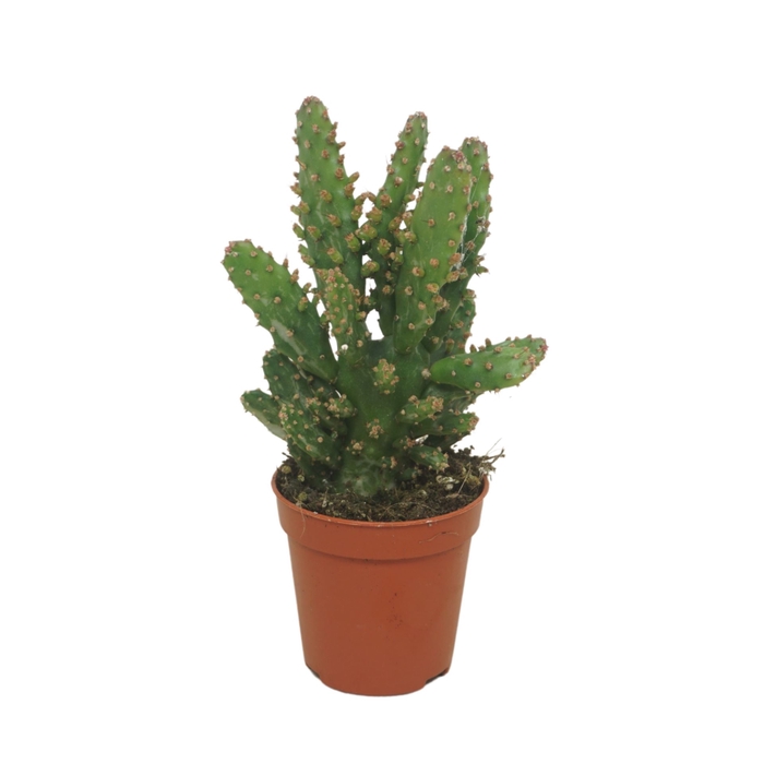 <h4>Opuntia tuna</h4>
