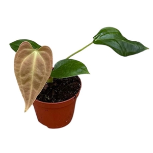 Anthurium Overig Napo