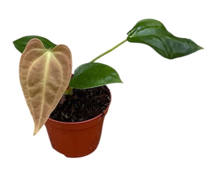 <h4>Anthurium Overig Napo</h4>